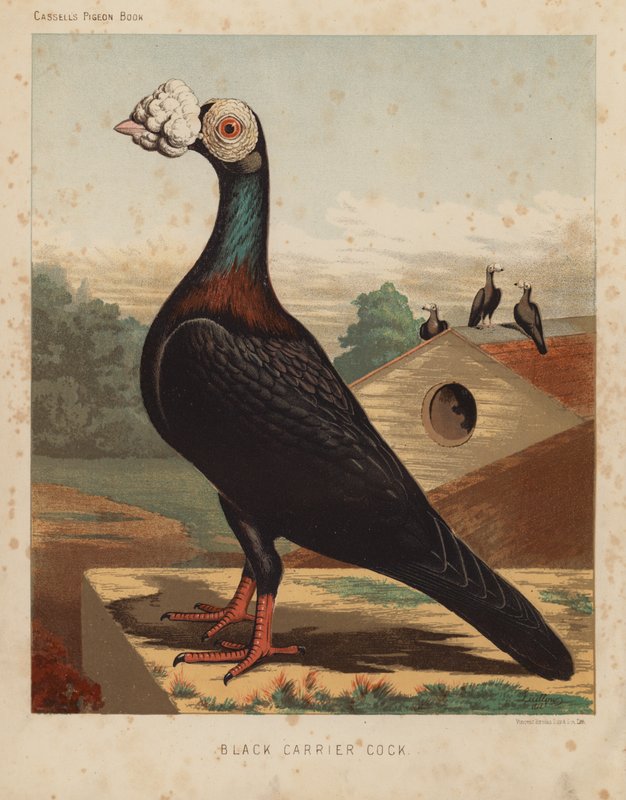 Holubi: Black Carrier Cock (barva lito) od J. W. (after) Ludlow