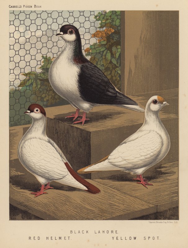 Holubi: Černý Lahore; Červená přilba; Žlutá skvrna (barva lito) od J. W. (after) Ludlow