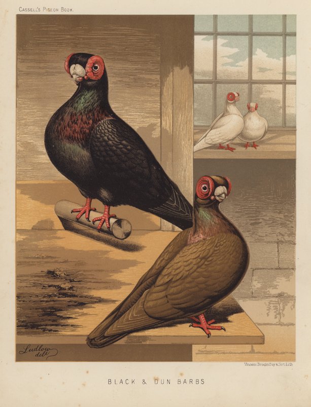 Holubi: Black and Dun Barbs (barevné lito) od J. W. (after) Ludlow