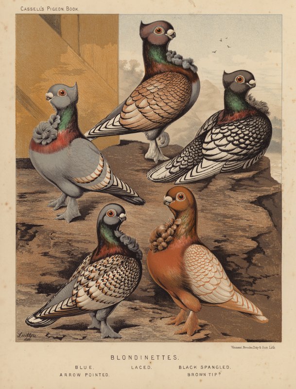 Holubi: Blondinettes, modří, šněrování, černě špaldovaní, šípoví, hnědí špičaté (barva lito) od J. W. (after) Ludlow