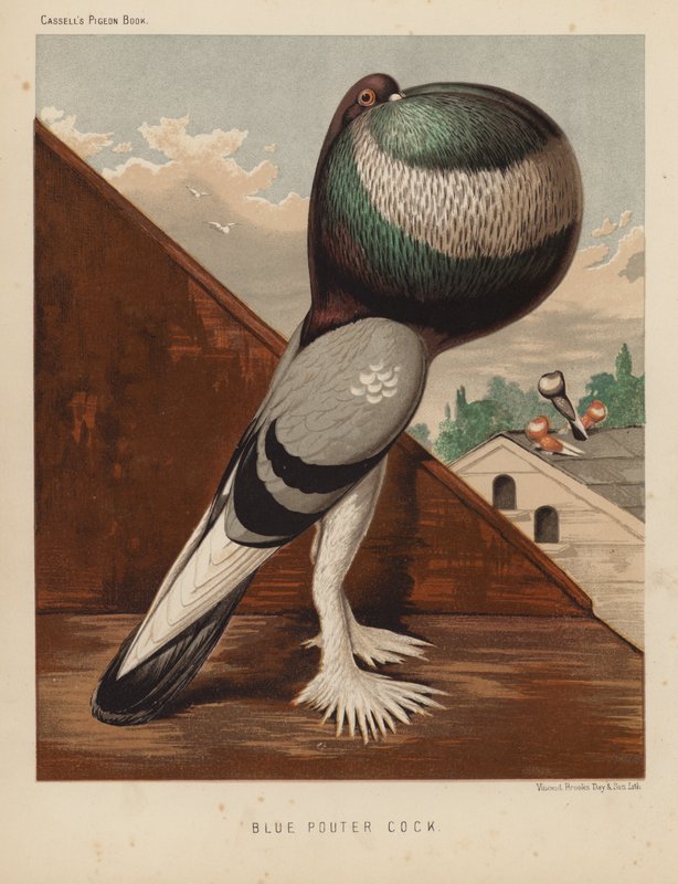 Holubi: Blue Pouter Cock (barva lito) od J. W. (after) Ludlow