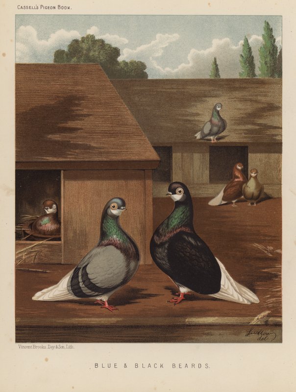 Holubi: Modré a černé vousy (barva lito) od J. W. (after) Ludlow