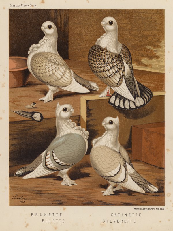 Holubi: Bruneta; Satinette; Bluette; Silverette (barva lito) od J. W. (after) Ludlow