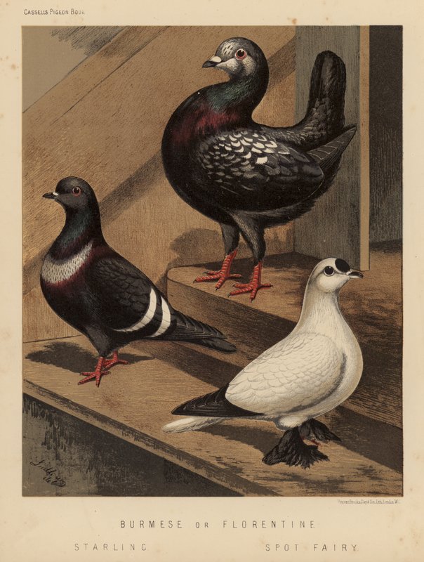 Holubi: barmští nebo florentští; Špaček; Spot Fairy (barevná lito) od J. W. (after) Ludlow