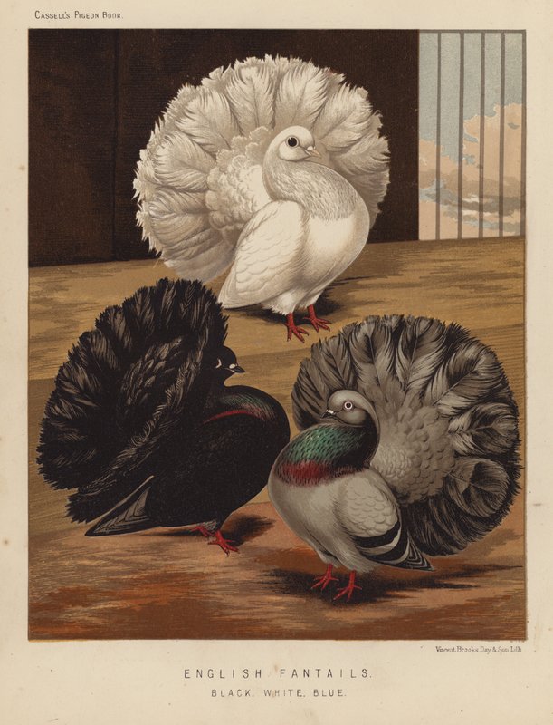 Holubi: Angličtí vějířové, Černí, Bílí, Modrí (barva lito) od J. W. (after) Ludlow