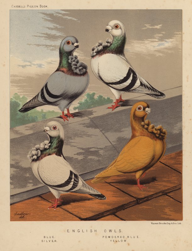 Holubi: anglické sovy, modrá, prášková modrá, stříbrná, žlutá (barva lito) od J. W. (after) Ludlow