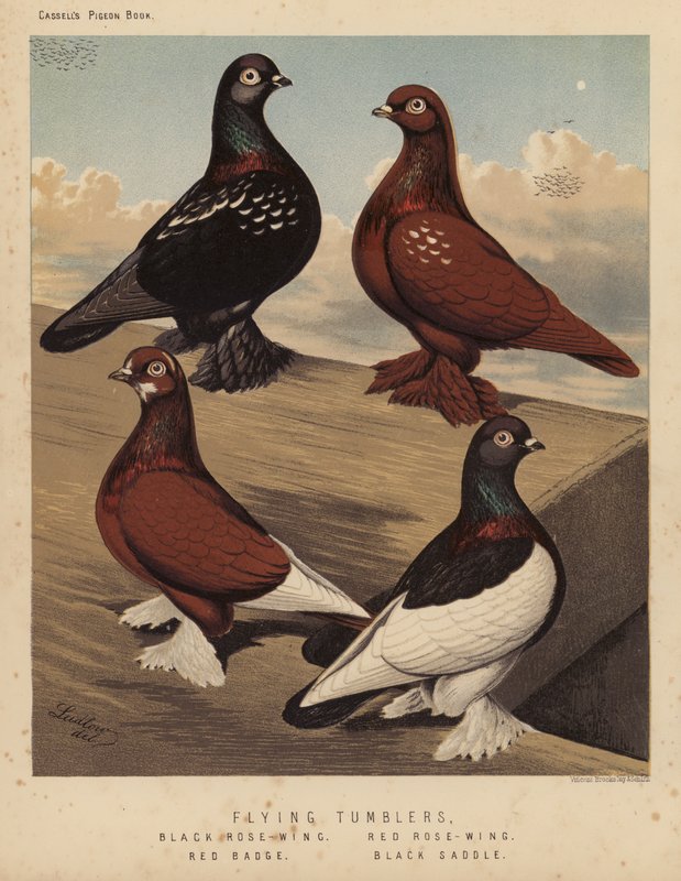 Holubi: létající sklenice, křídlo černé růže, křídlo červené růže, červený odznak, černé sedlo (barva lito) od J. W. (after) Ludlow