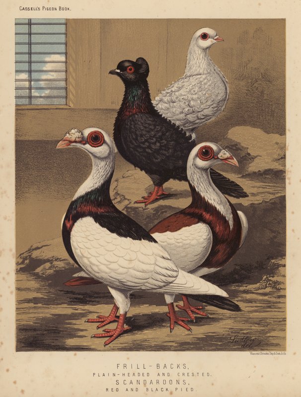 Holubi: holubi s kudrnatými hřbety, prostohlaví a chocholatí; Scandaroons, Red and Black Pied (barevné lito) od J. W. (after) Ludlow