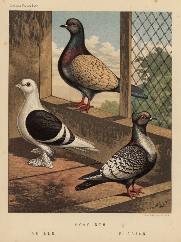 Holubi: Hyacint; Štít; Suabština (barva lito) od J. W. (after) Ludlow