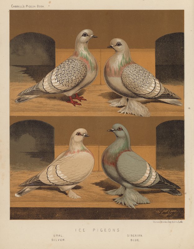 Holubi: Ledoví holubi, uralští, sibiřští, stříbrní, modří (barva lito) od J. W. (after) Ludlow