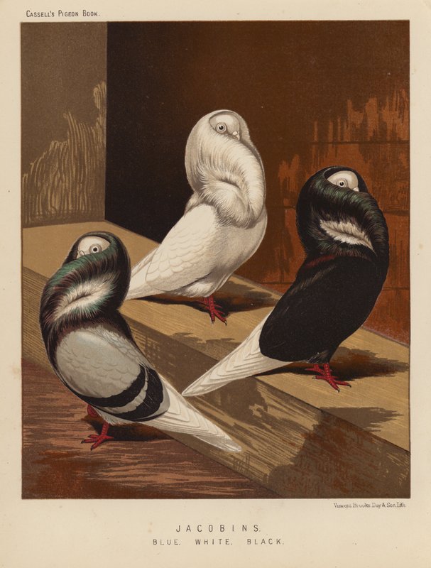 Holubi: Jakobíni, Modrí, Bílí, Černí (barva lito) od J. W. (after) Ludlow