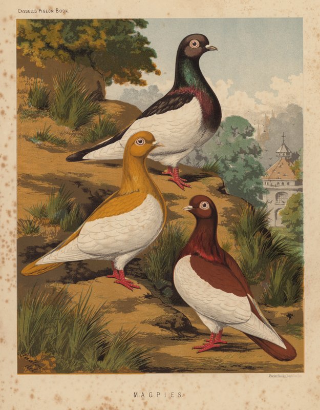 Holubi: Straky (barevné lito) od J. W. (after) Ludlow