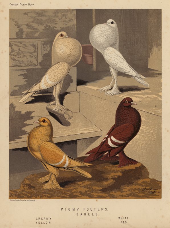 Holubi: Pigmy Pouters; Isabels, krémová, bílá, žlutá, červená (barva lito) od J. W. (after) Ludlow