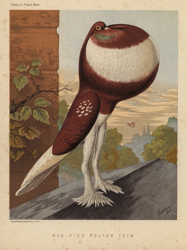 Holubi: Red-Pied Pouter Cock (barva lito) od J. W. (after) Ludlow