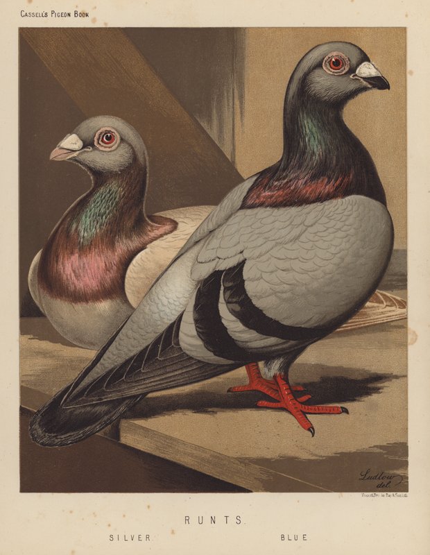 Holubi: zakrslí, stříbrná, modrá (barva lito) od J. W. (after) Ludlow