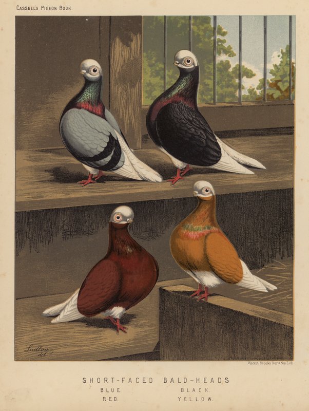 Holubi: lysohlávky krátkočelé, modrá, černá, červená, žlutá (barva lito) od J. W. (after) Ludlow