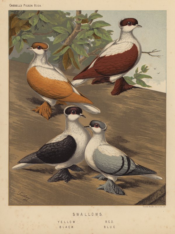 Holubi: vlaštovky, žlutá, červená, černá, modrá (barva lito) od J. W. (after) Ludlow