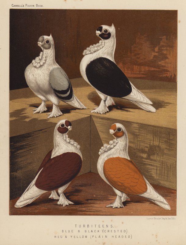 Holubi: Turbiténi, modří a černí, chocholatý, červený a žlutý, bělohlavý (barva lito) od J. W. (after) Ludlow