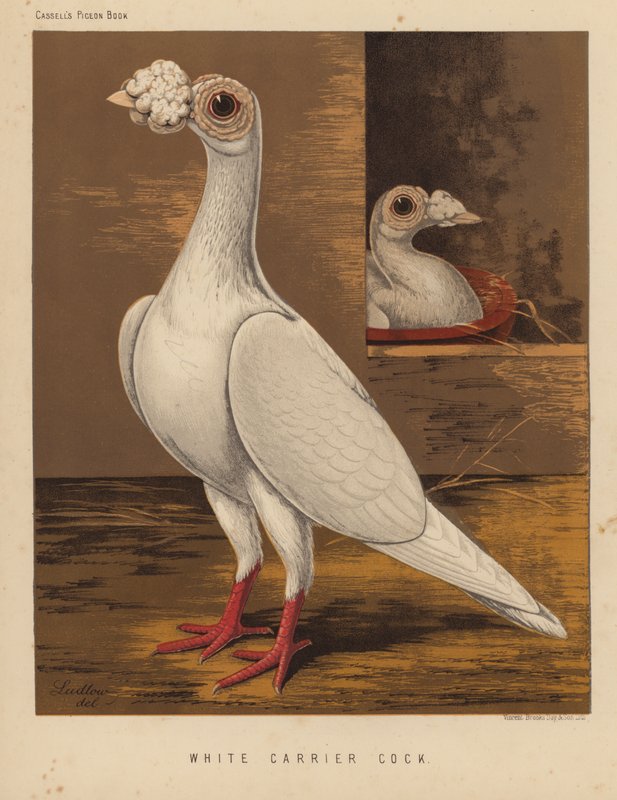 Holubi: White Carrier Cock (barva lito) od J. W. (after) Ludlow