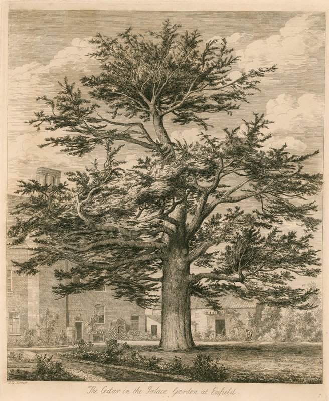 Cedr v palácové zahradě v Enfield, Middlesex od Jacob George Strutt