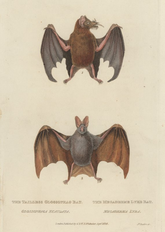 Glossophag Bat a Megaderme Lyre Bat (barevná rytina) od James (after) Basire