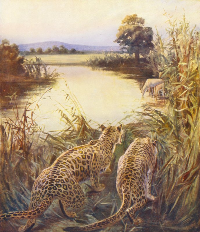 Svatá země: (barevná litografie): Leopardi v "Pýše Jordánska" (barevná litografie) od James (after) Clark