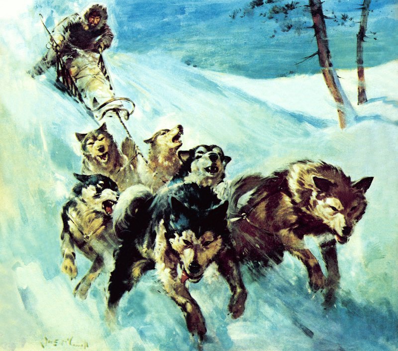 Kanadský husky od James Edwin McConnell