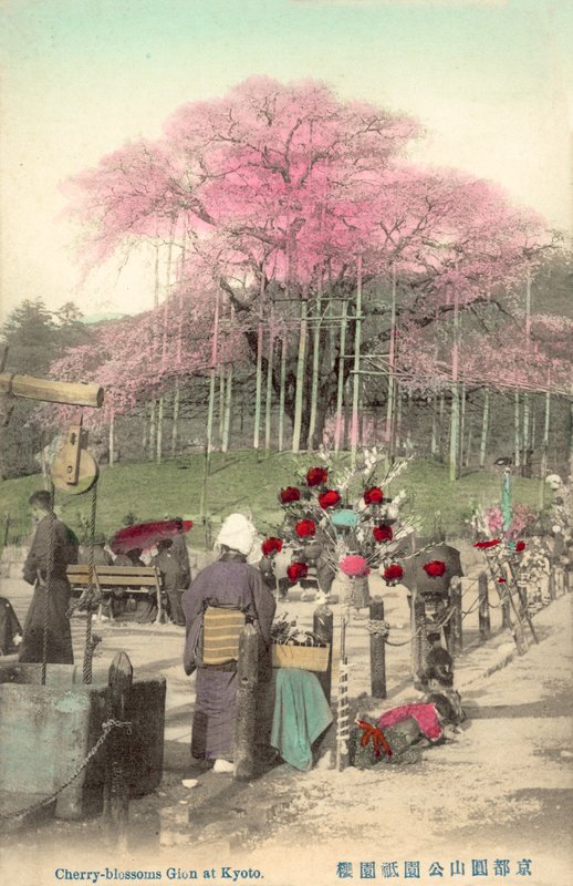 Cherry Blossoms, Gion, Kyoto, Japan od Japanese Photographer