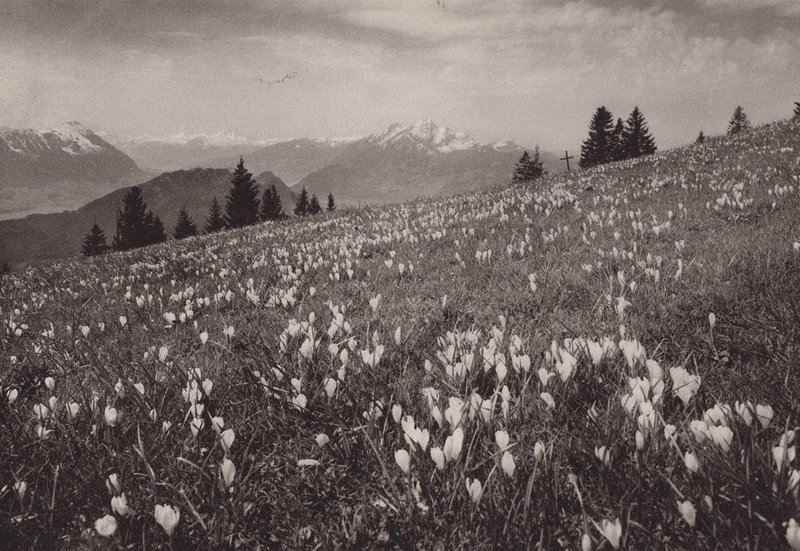 Rigi Kaltbad, Fruhling (černobílá fotografie) od Jean Gaberell