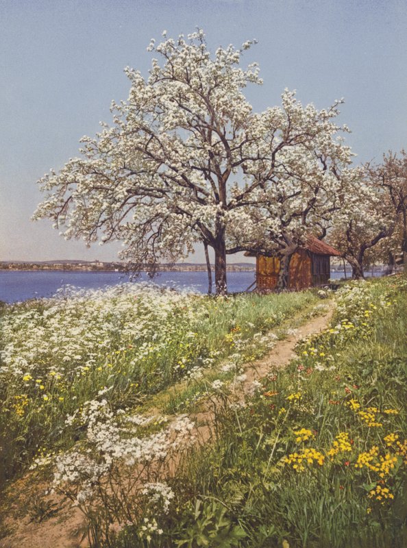 Švýcarsko: May-Time (barevné foto) od Jean Gaberell