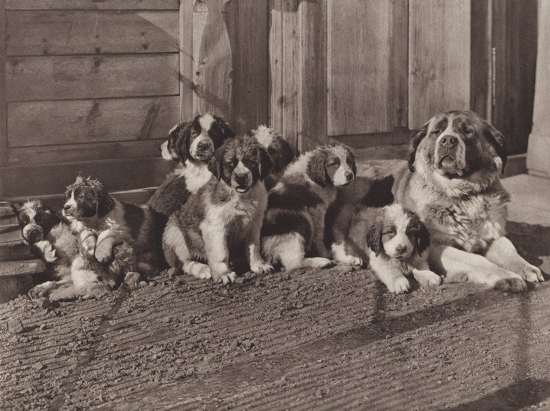 Švýcarsko: Slavní St Bernard Dogs (č/b foto) od Jean Gaberell
