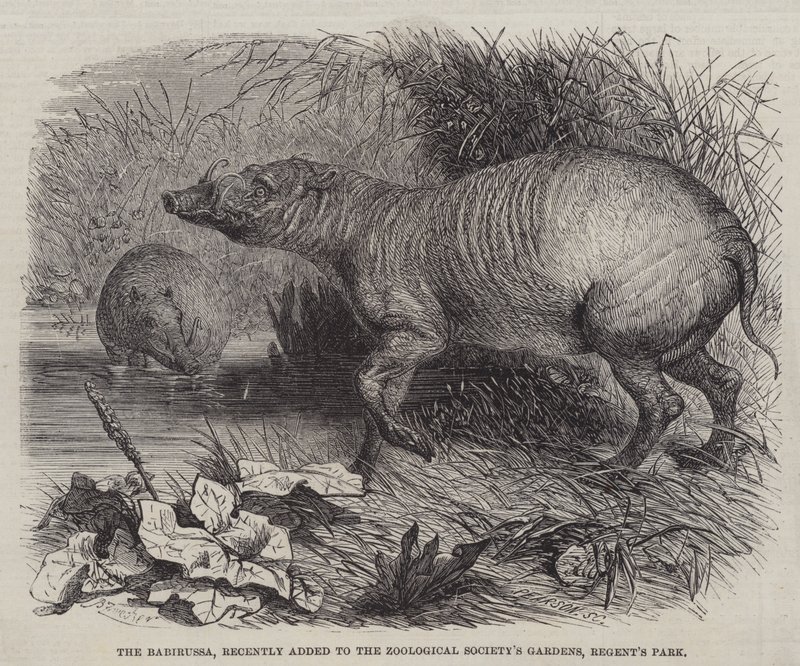Babirussa, nedávno přidaná do zahrad Zoologické společnosti, Regent