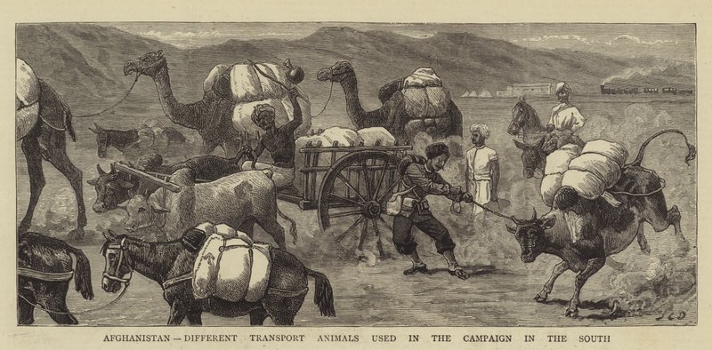 Afghánistán, různá transportní zvířata použitá v kampani na jihu od John Charles Dollman