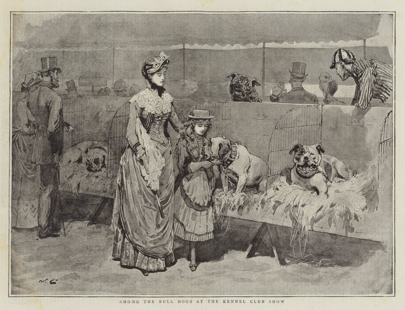 Mezi buldočky na výstavě Kennel Clubu od John Charles Dollman