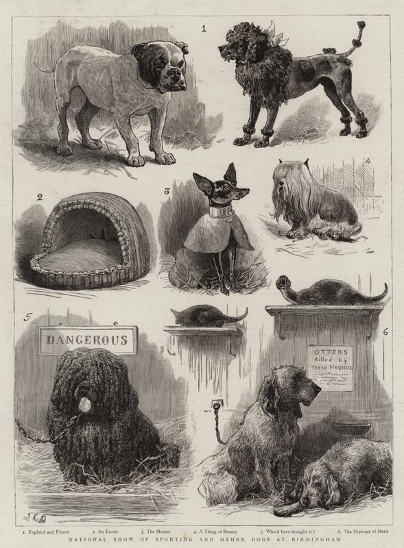 Národní výstava sportovních a jiných psů v Birminghamu od John Charles Dollman
