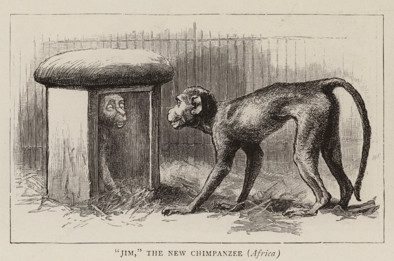 Toulky v ZOO od John Charles Dollman