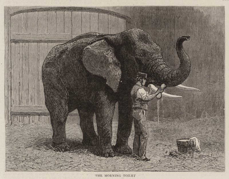 Toulky v ZOO od John Charles Dollman
