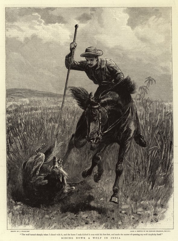 Jízda na vlkovi v Indii od John Charlton