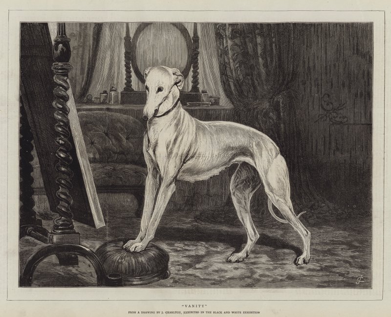 Marnivost od John Charlton