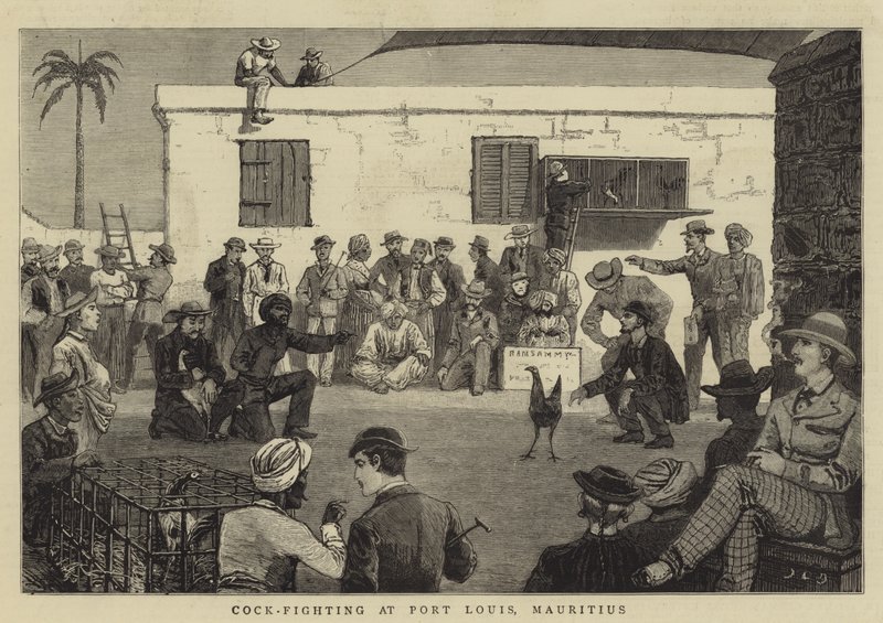Kohoutí zápasy v Port Louis na Mauriciu od John Charles Dollman