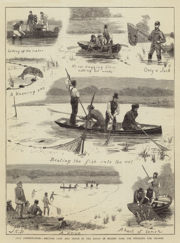 Zachování ryb, síťování kaprů a línů v Ponds of Bushey Park pro vysazení Temže od John Charles Dollman