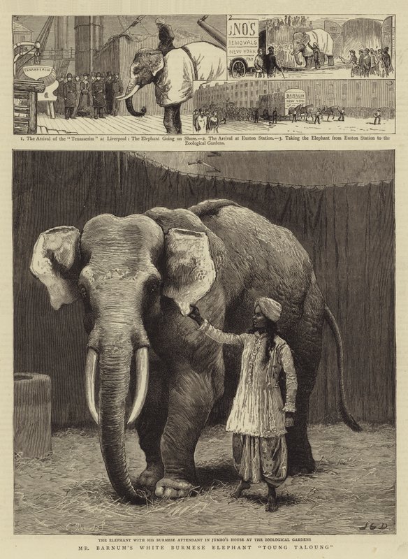 Bílý barmský slon Toung Taloung pana Barnuma od John Charles Dollman