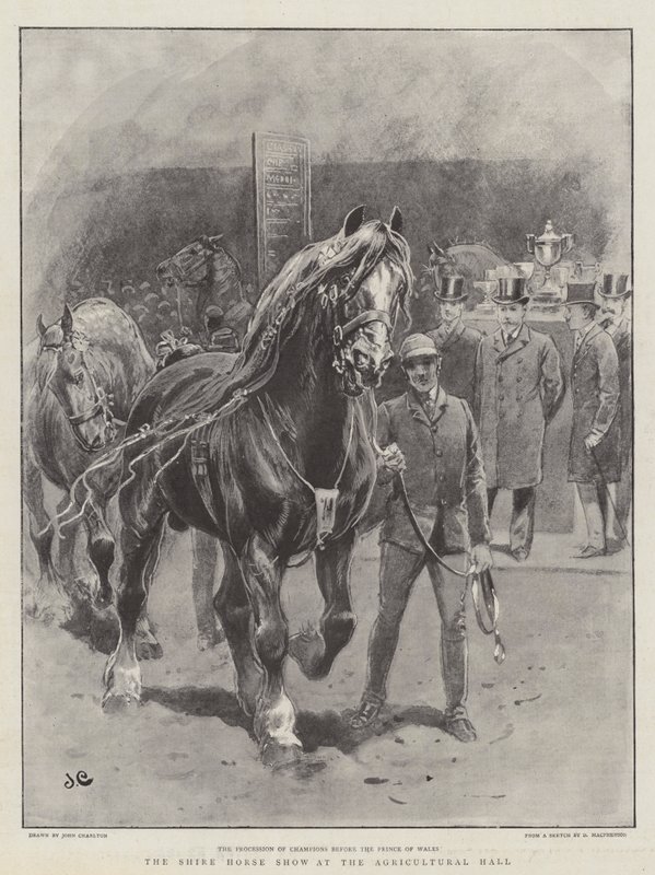 Shire Horse Show v zemědělské hale od John Charlton