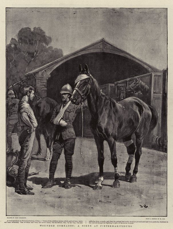 Zranění soudruzi, scéna v Pietermaritzburgu od John Charlton