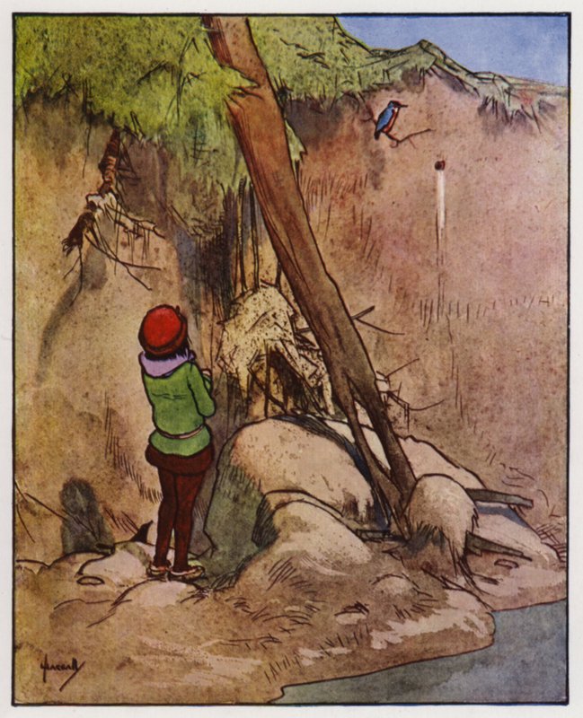 Ledňáček říční (barva lito) od John Hassall