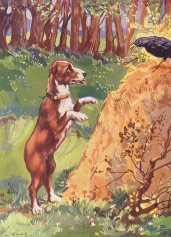 Ilustrace pro Beautiful Joe od Marshalla Saunderse (barevná litografie) od John Nicholson