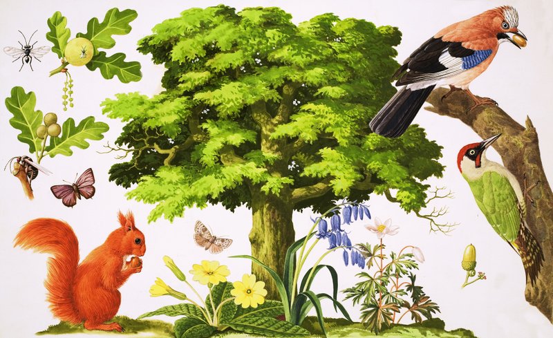 Nádherný dub od John Rignall