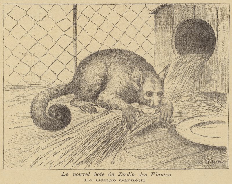 Garnetts Galago, nový obyvatel Jardin des Plantes od Jose Belon