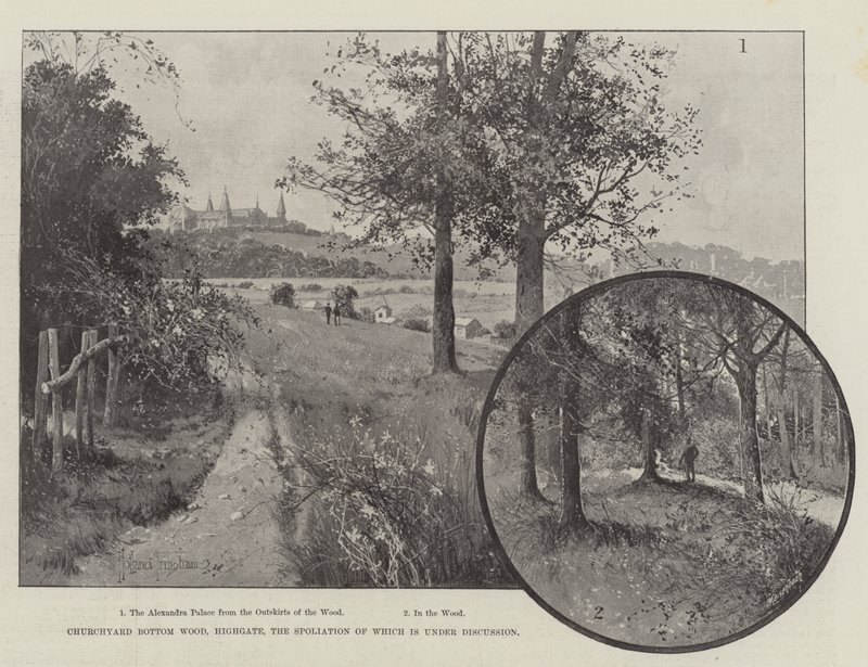 Churchyard Bottom Wood, Highgate, o jehož rabování se diskutuje od Joseph Holland Tringham
