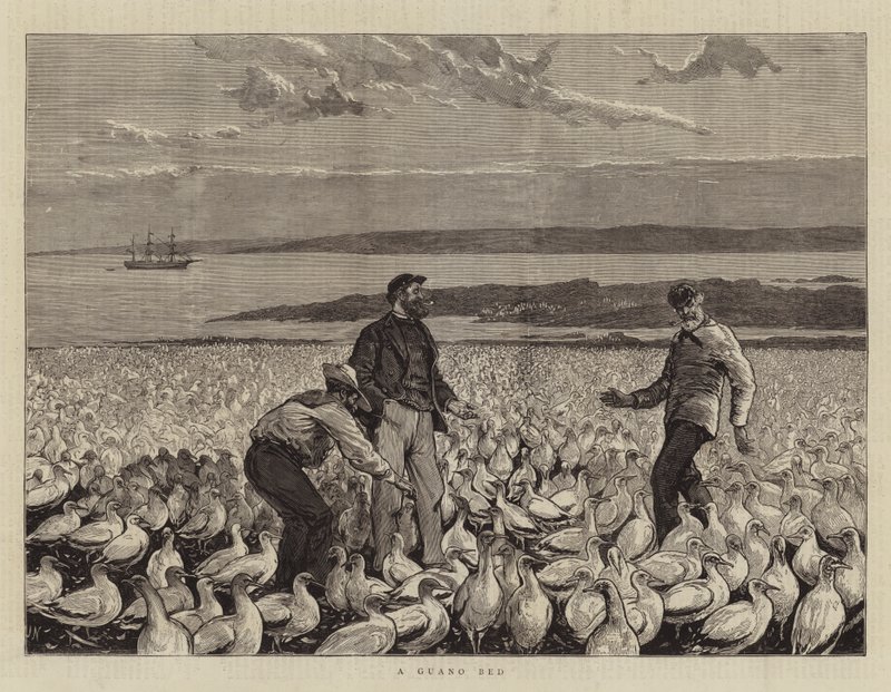 Guano postel od Joseph Nash